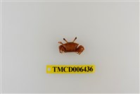 藏品(弧邊管招潮蟹)的圖片